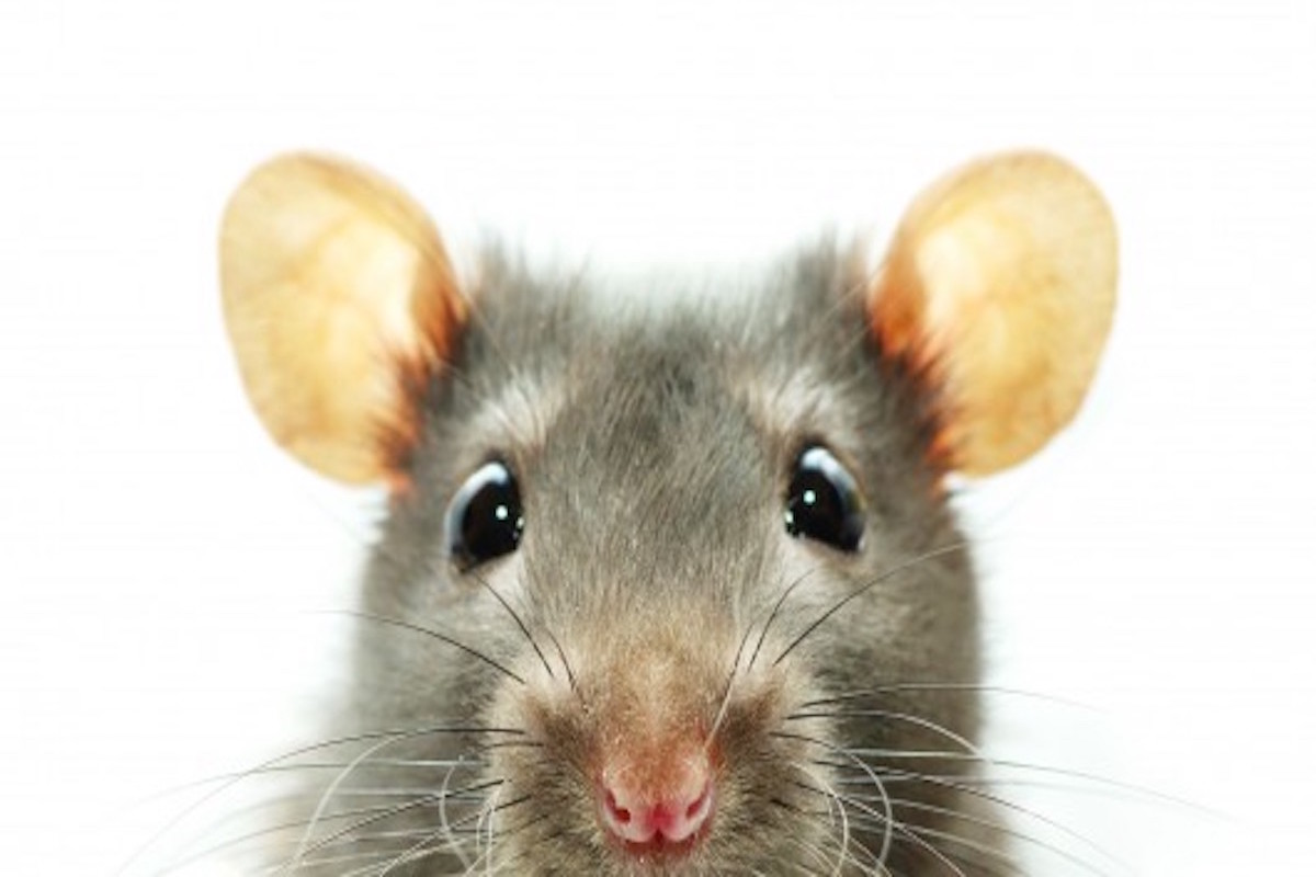 Read more about the article If It’s Rats, It’s Rats!